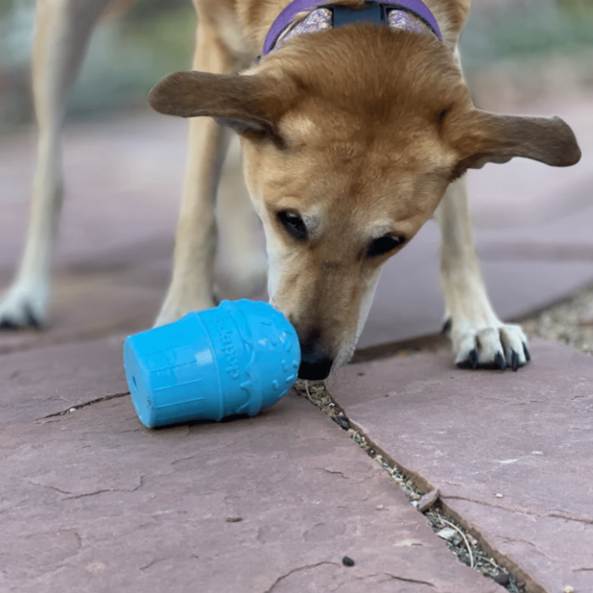 Dog Treat Dispensers